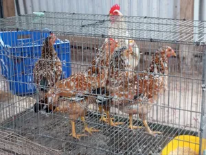 Deshi Chicken