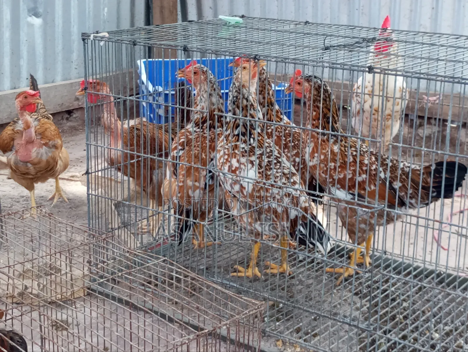 Deshi Chicken