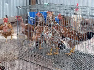 Deshi Chicken
