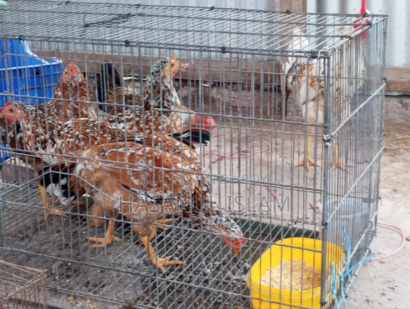 Deshi Chicken