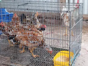 Deshi Chicken