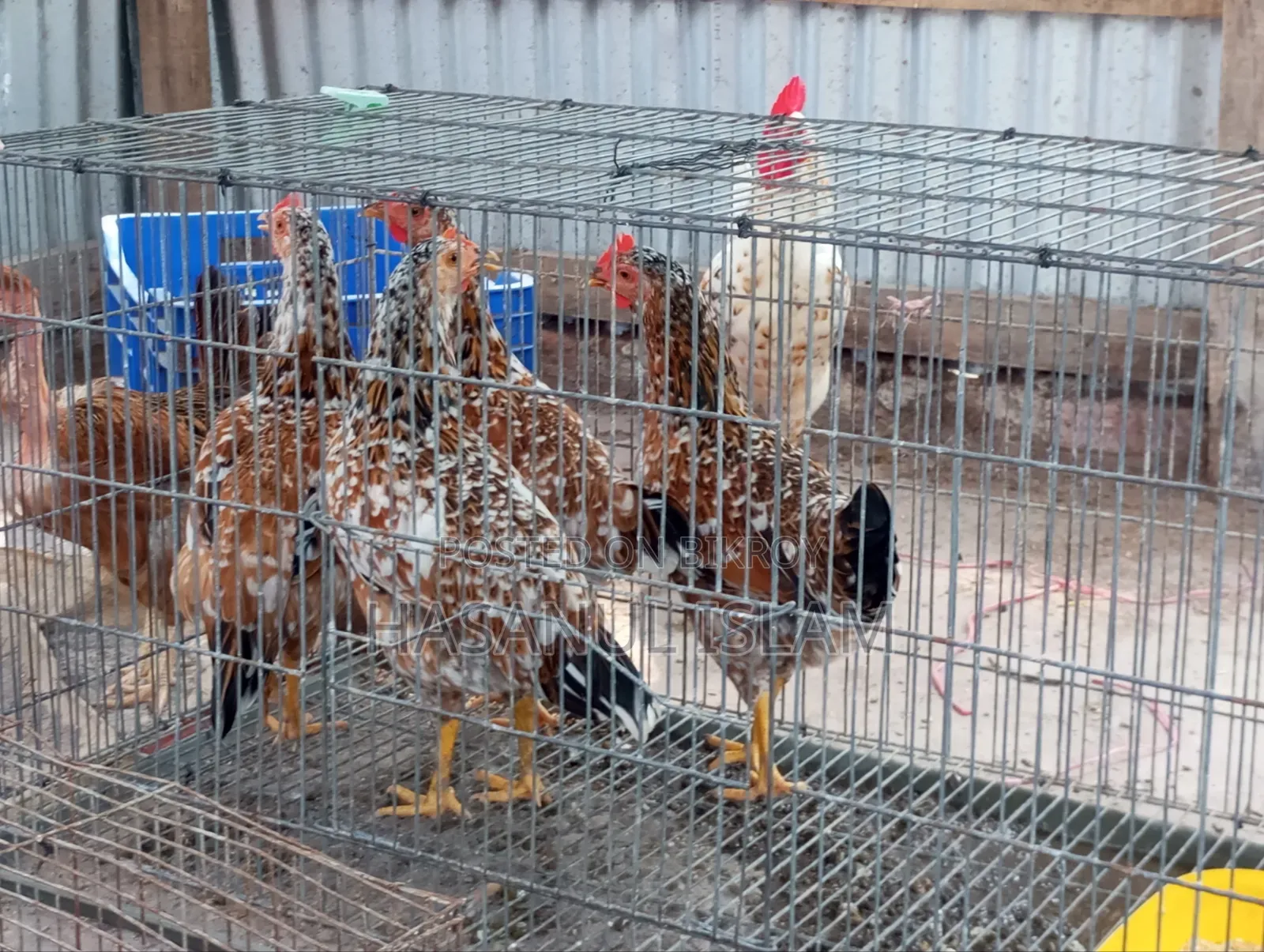 Deshi Chicken