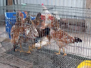 Deshi Chicken