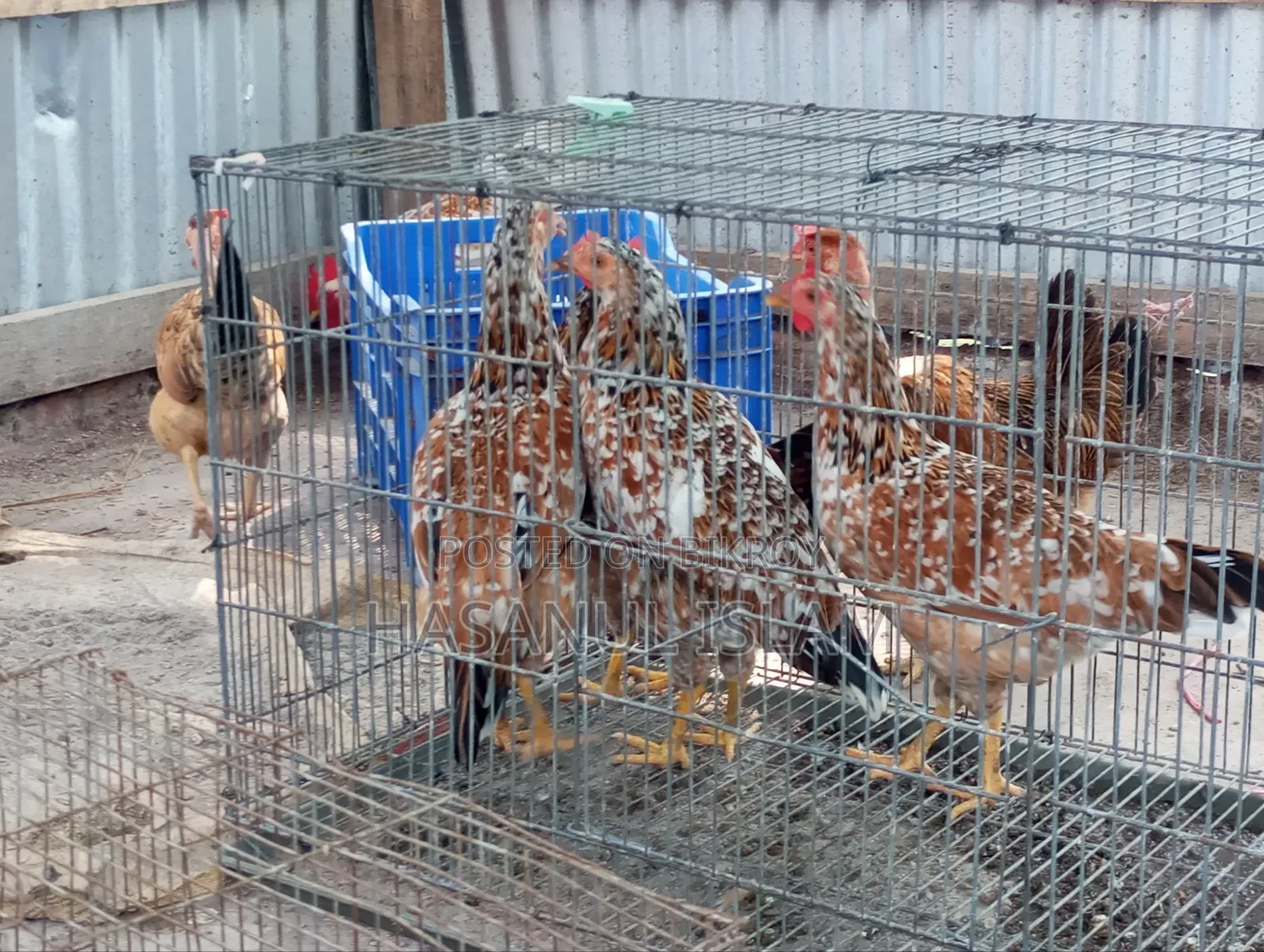 Deshi Chicken