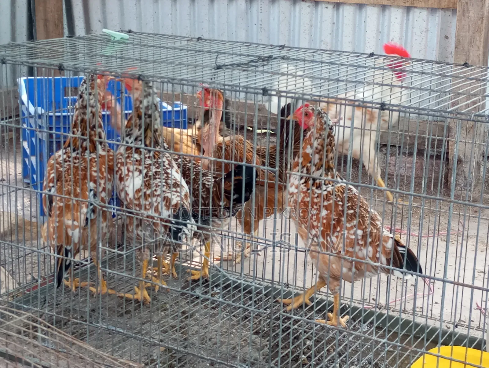 Deshi Chicken