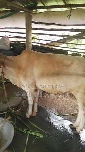 কুরবানীর গরু বিক্রি হবে