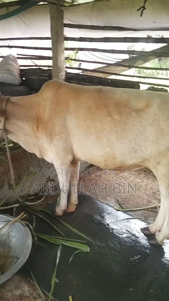 কুরবানীর গরু বিক্রি হবে