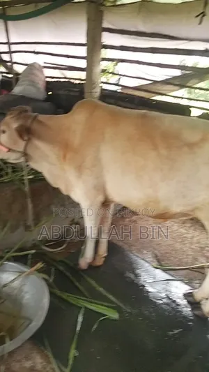 কুরবানীর গরু বিক্রি হবে