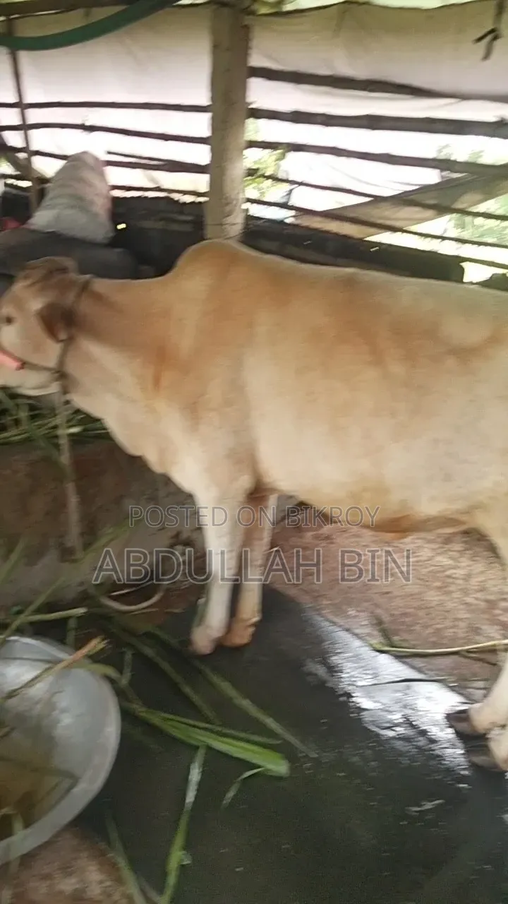 কুরবানীর গরু বিক্রি হবে