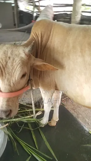 কুরবানীর গরু বিক্রি হবে