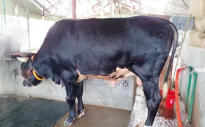 ১২৩১নং কোরবানির এড়ে ষাঁড় গরু বিক্রয় হবে ।