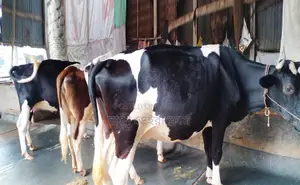 ১২৩২নং ৩টি উন্নত জাতের গাভী বিক্রয় হবে অল্প দামে ।