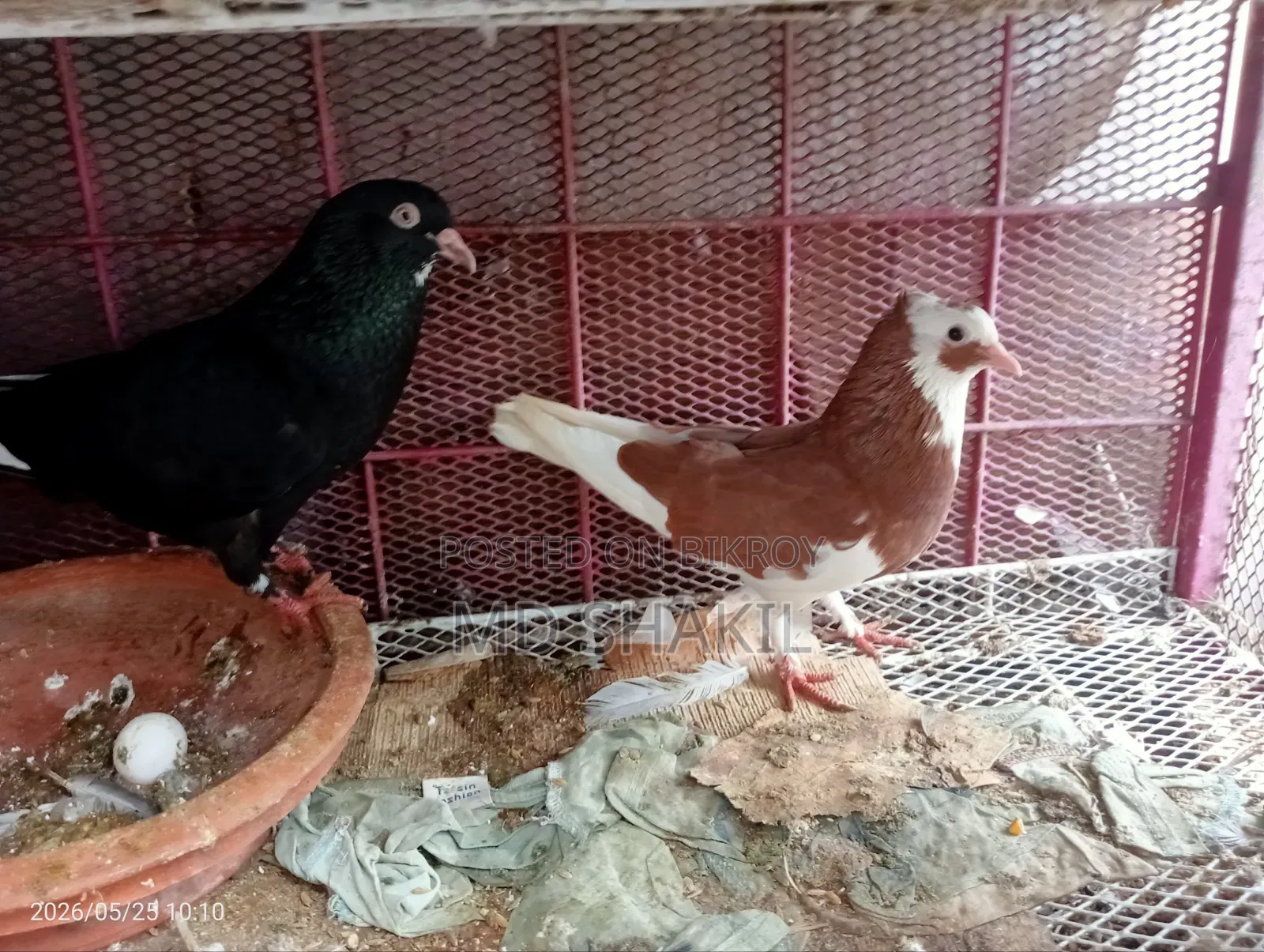 কবুতর বিক্রয় করা হবে ডিম পাড়া