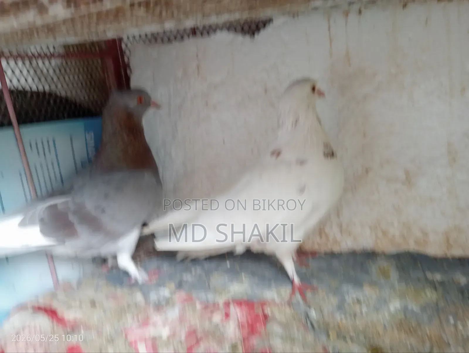 কবুতর বিক্রয় করা হবে ডিম পাড়া