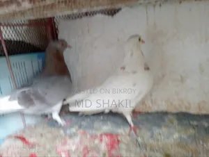 কবুতর বিক্রয় করা হবে ডিম পাড়া