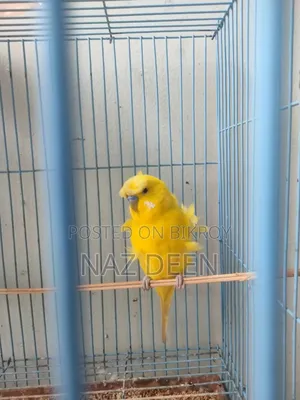 JP Budgerigar Male