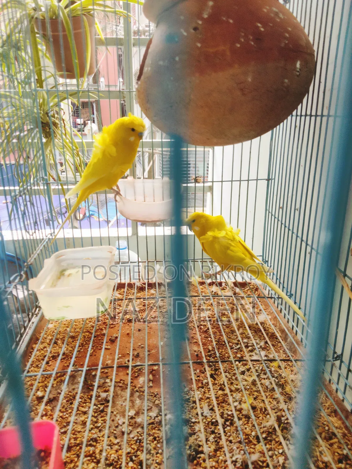 JP Budgerigar Male