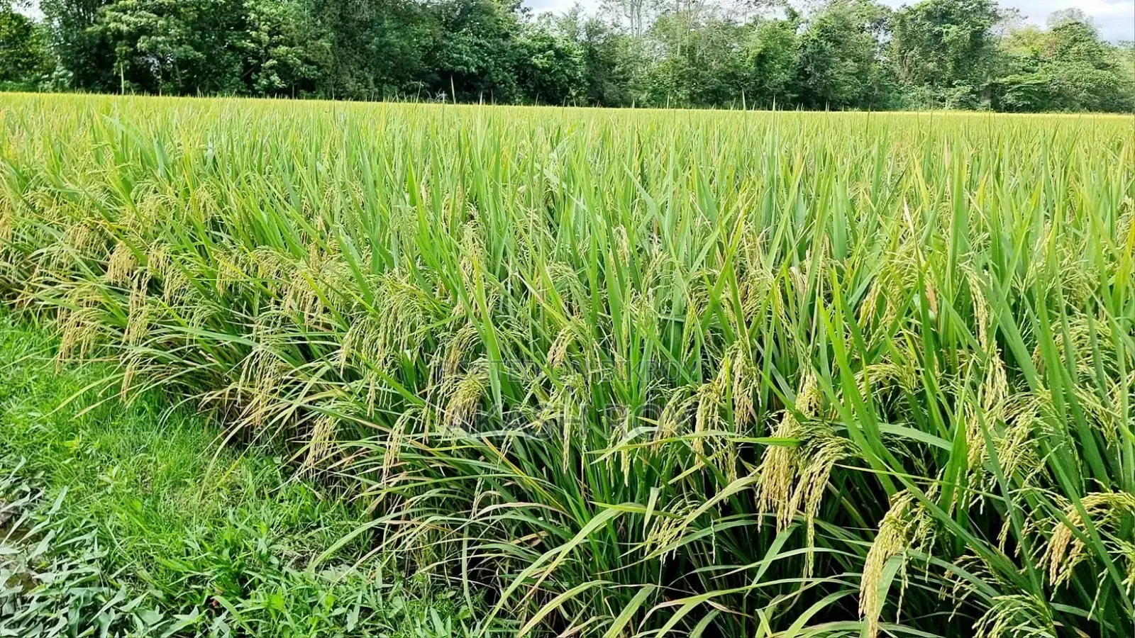 কলাপাড়া চম্পাপুরে জমি বিক্রয়