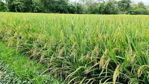 Land Sell In Kolapara Champapur