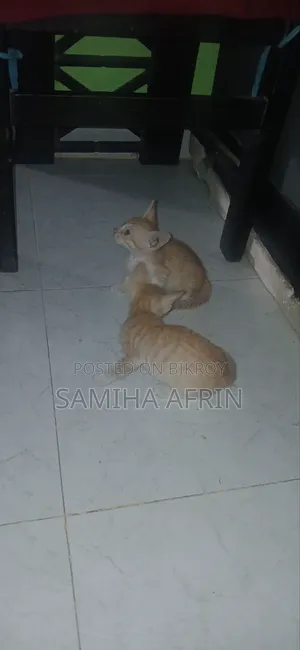1-3 Months Male Mixed Breed Bengal Kitten