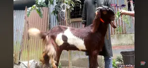 খাসি ছাগল বিক্রয়