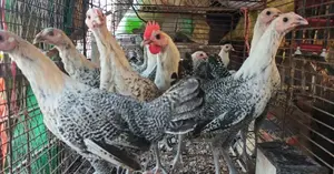 ফাউমি মুরগী