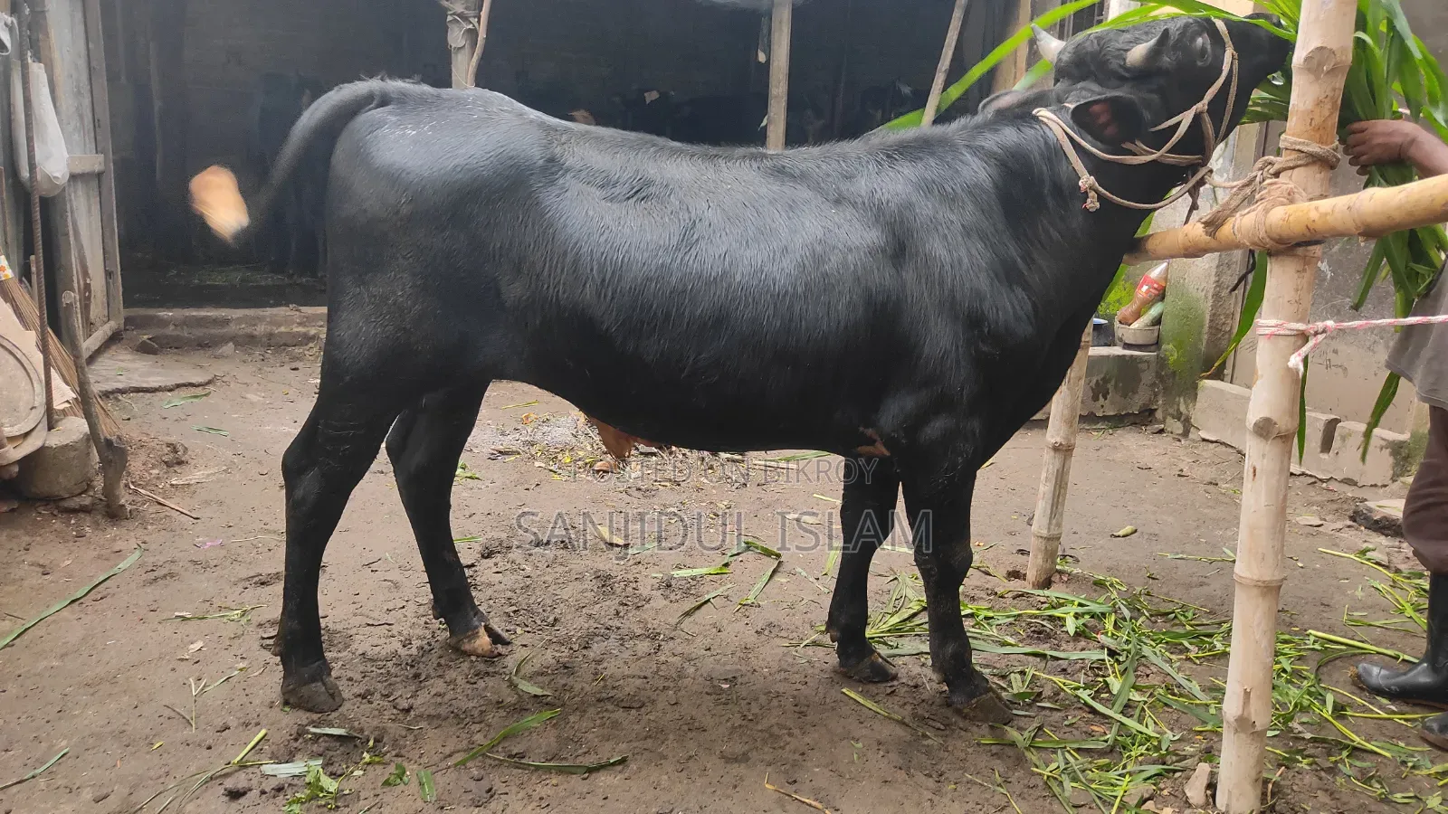 গরু বিক্রহবে