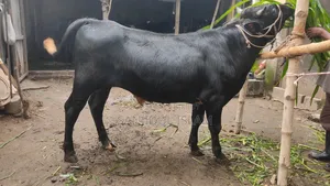 গরু বিক্রহবে