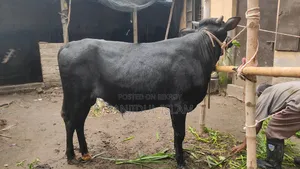 গরু বিক্রহবে