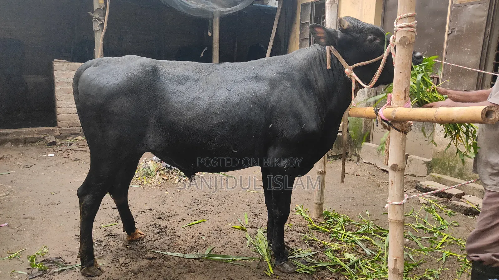 গরু বিক্রহবে