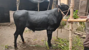 গরু বিক্রহবে