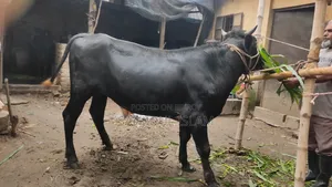 গরু বিক্রহবে