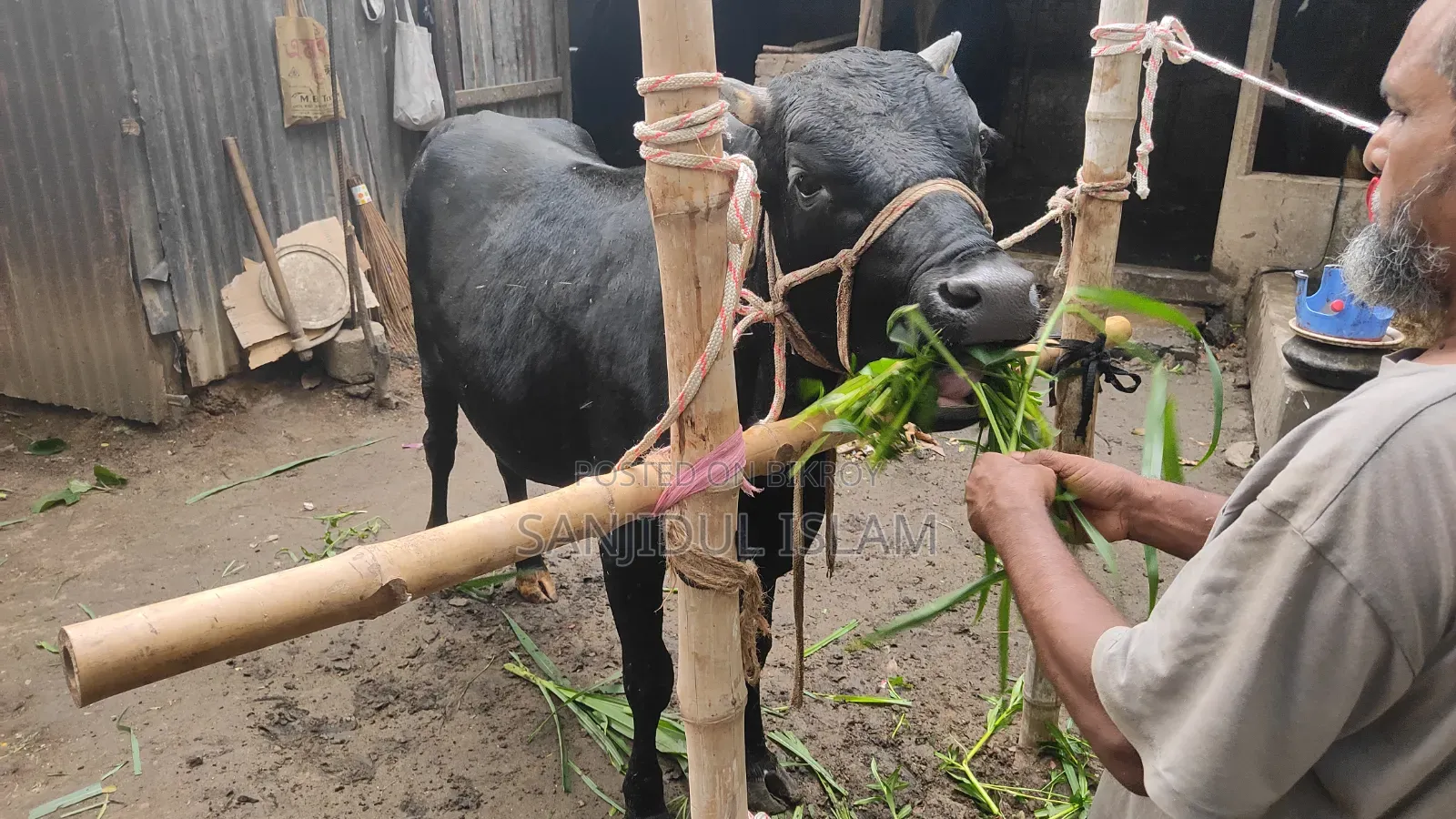 গরু বিক্রহবে