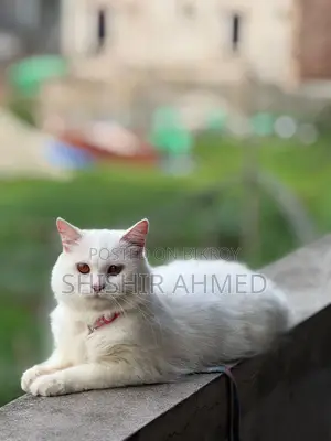 6-12 Months Male Purebred Persian