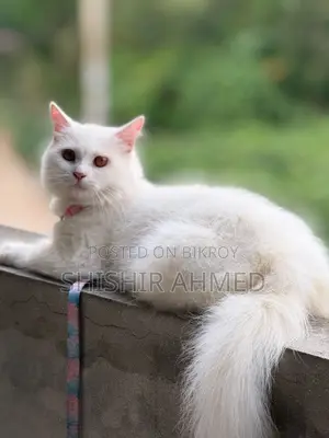 6-12 Months Male Purebred Persian