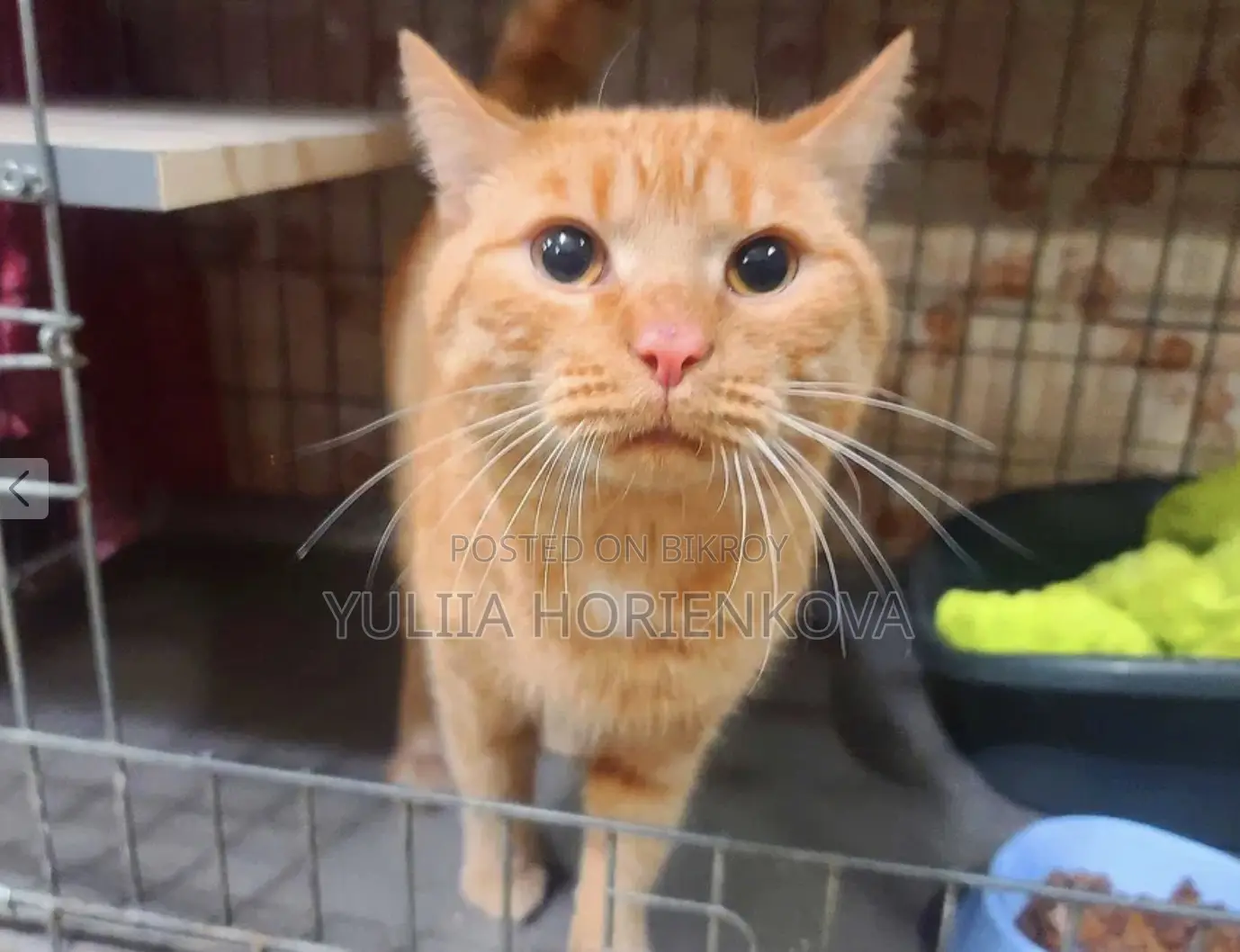 0-1 Month Male Mixed Breed Bengal