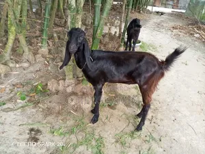 একটি খাসি ছাগল বিক্রি করা হবে