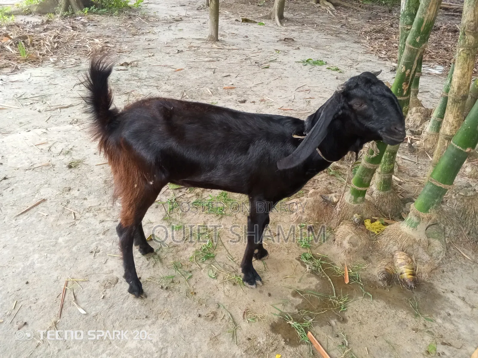 একটি খাসি ছাগল বিক্রি করা হবে