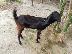 একটি খাসি ছাগল বিক্রি করা হবে