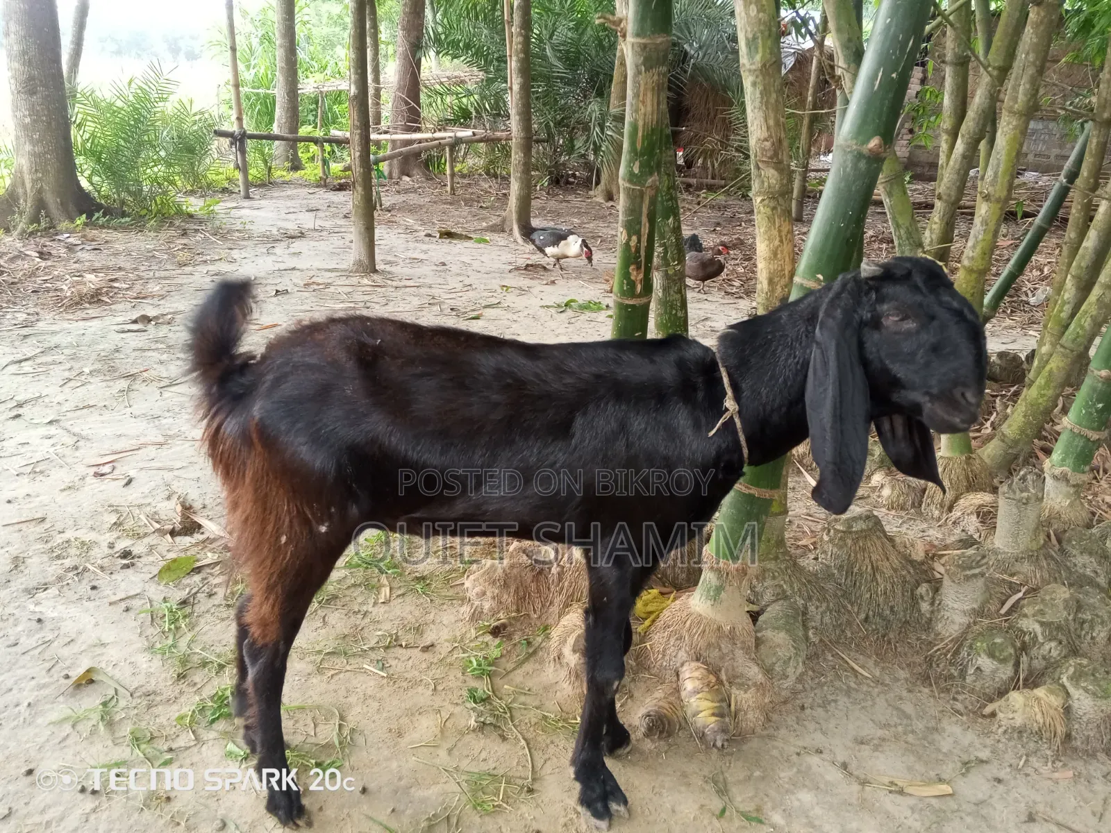একটি খাসি ছাগল বিক্রি করা হবে