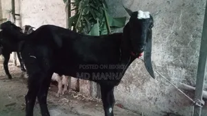 দেশি ও তোতা ছাগল আছে