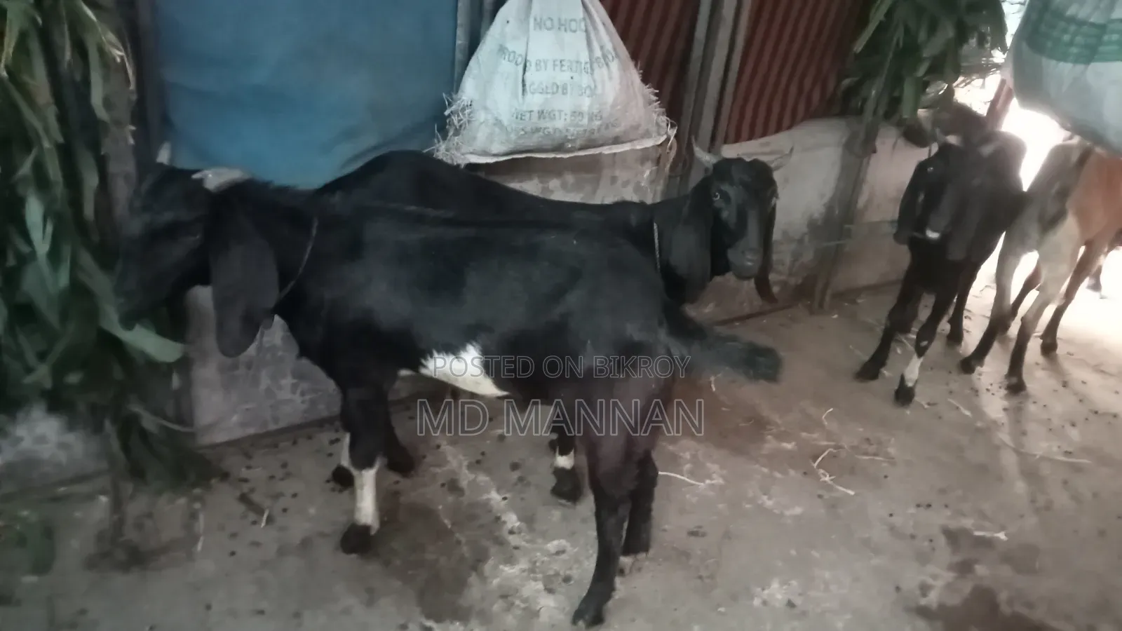দেশি ও তোতা ছাগল আছে