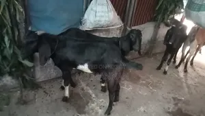 দেশি ও তোতা ছাগল আছে