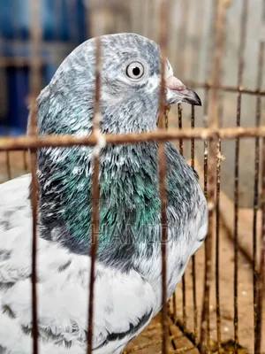Running Madi Kobutor (Female Pigeon)