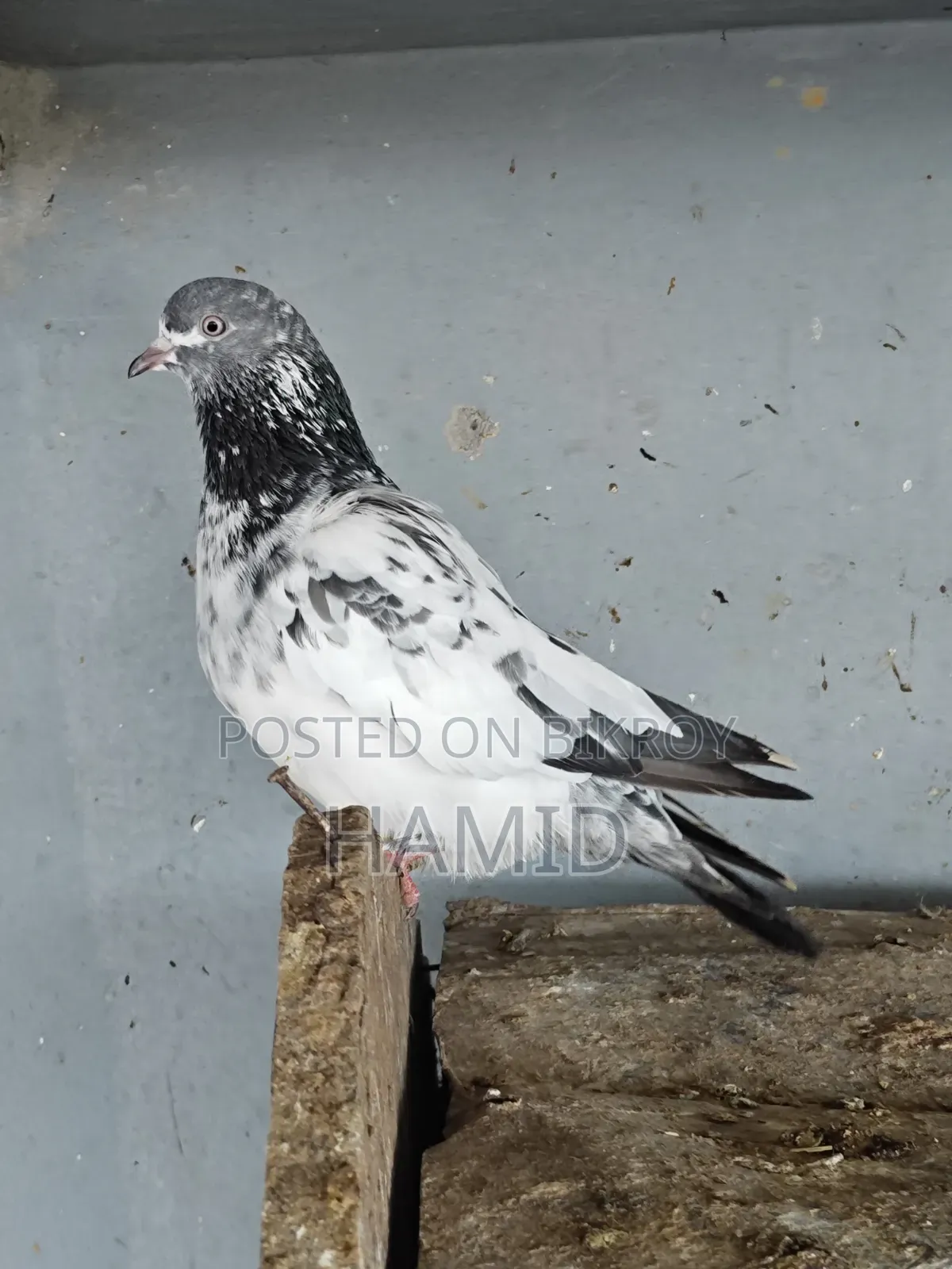 Running Madi Kobutor (Female Pigeon)