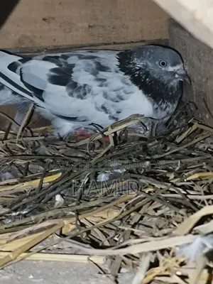 Running Madi Kobutor (Female Pigeon)