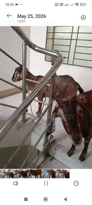 ব্ল্যাক বেঙ্গল ছাগল