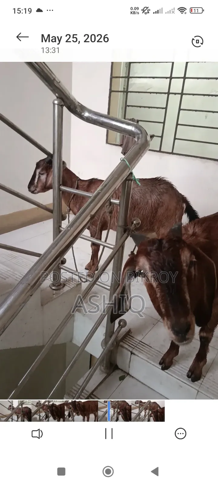 ব্ল্যাক বেঙ্গল ছাগল