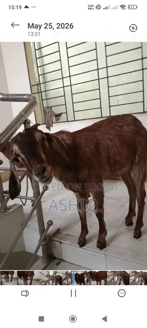 ব্ল্যাক বেঙ্গল ছাগল
