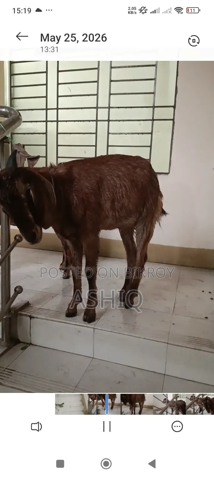ব্ল্যাক বেঙ্গল ছাগল